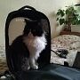 Рюкзак-переноска для кошек Petkit Fresh Wind Cat Backpack (Green)
